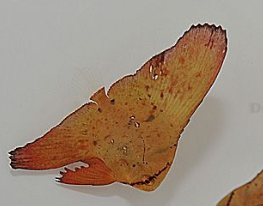 Platax orbicularis