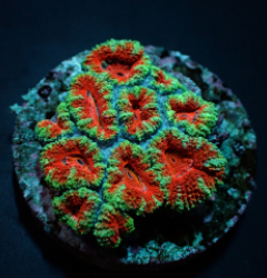 Acanthastrea lordhowensis rood